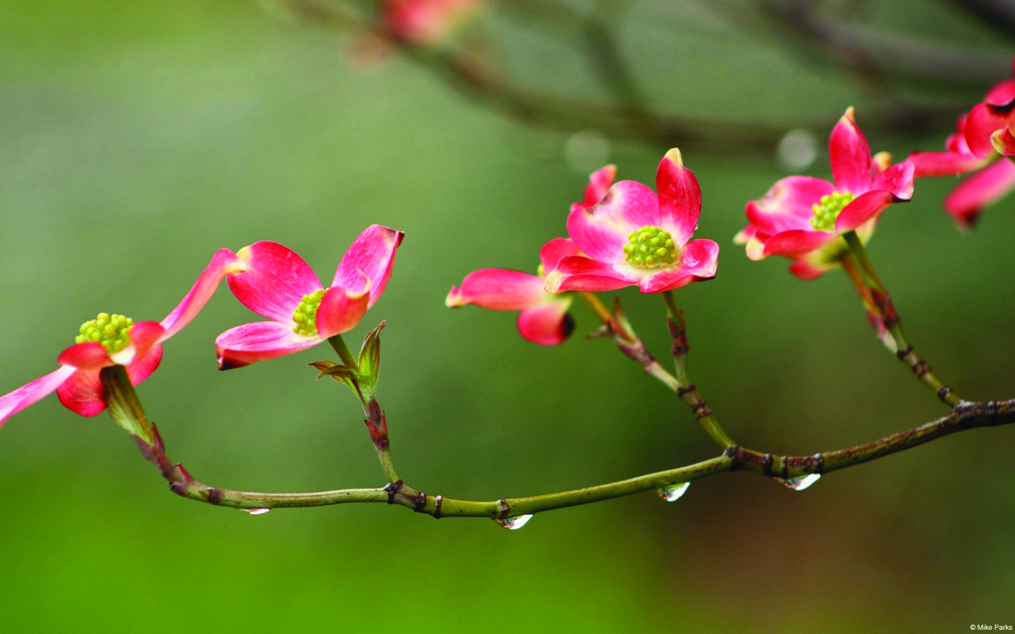 Đi trong mưa xuân