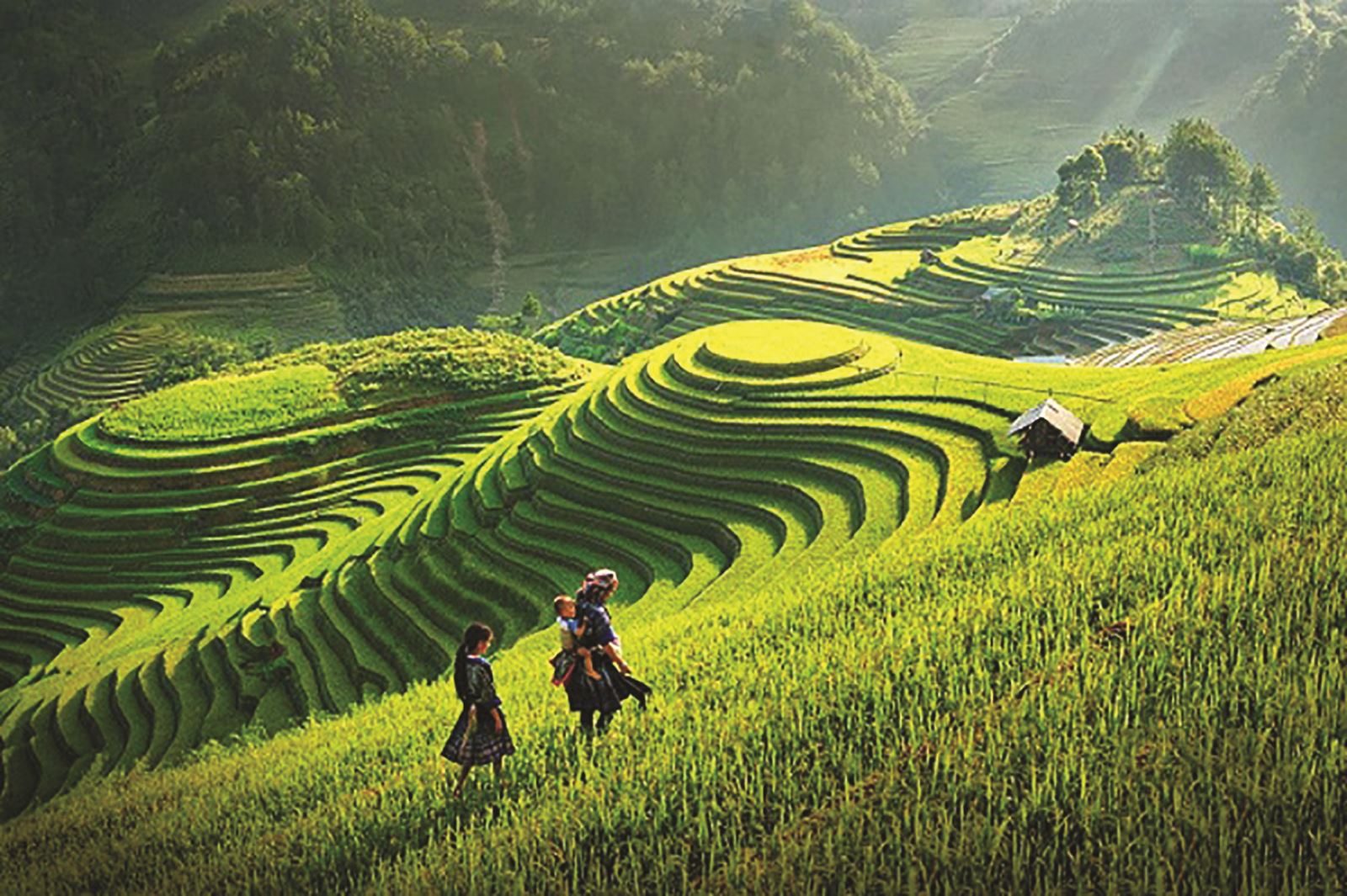 Chiêm ngưỡng vẻ đẹp Xím Vàng trong sắc thu