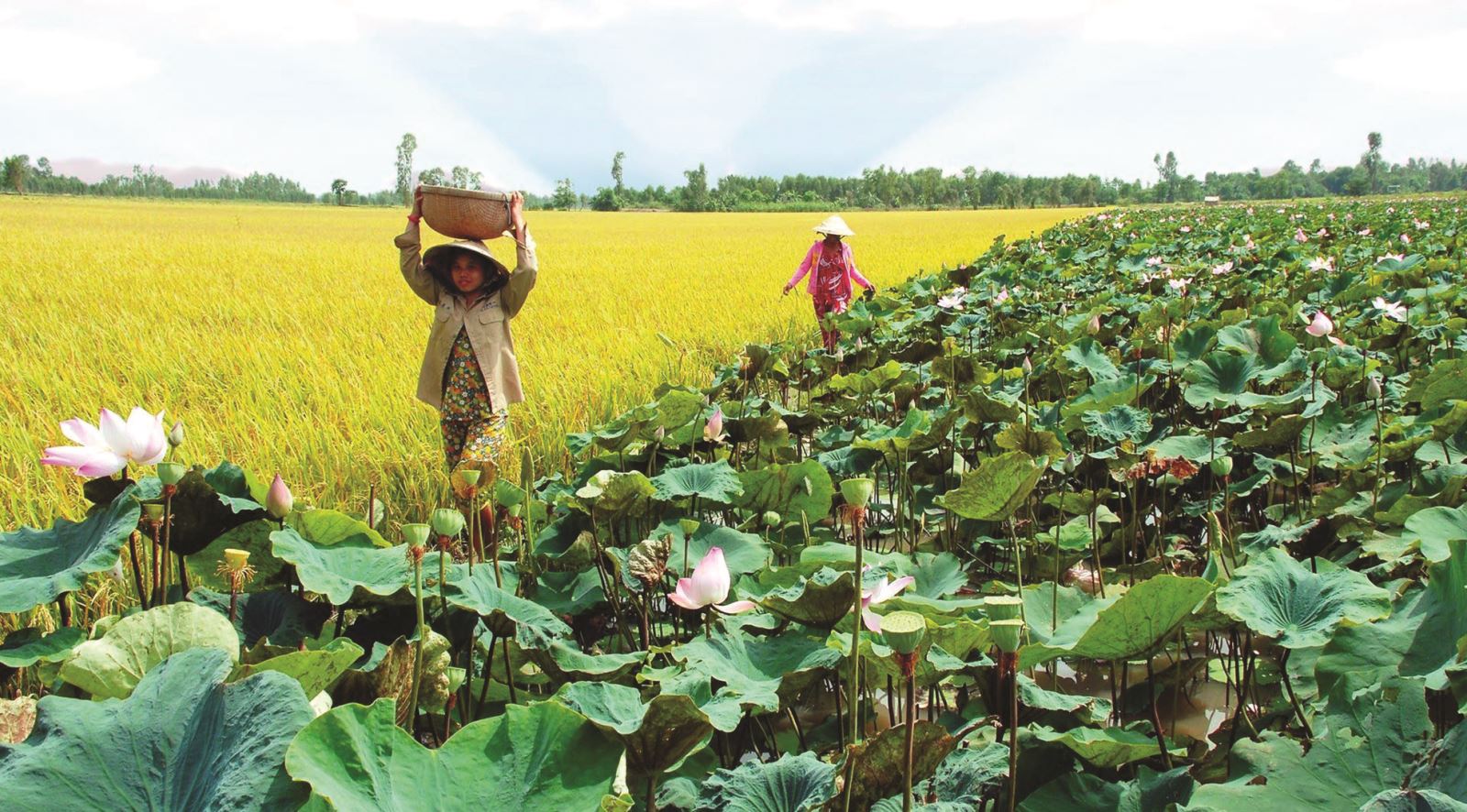 Du lịch Đồng Tháp vượt khó