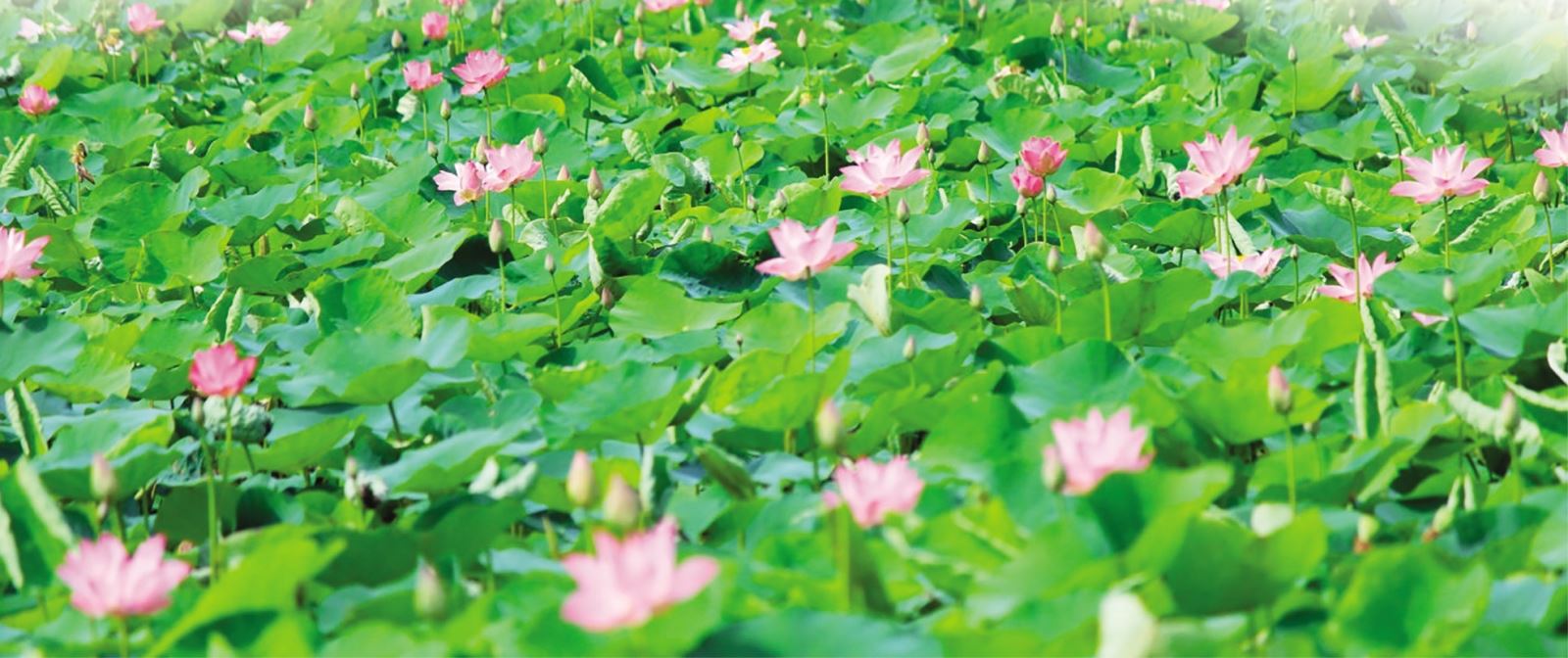 Hương sen quê Bác