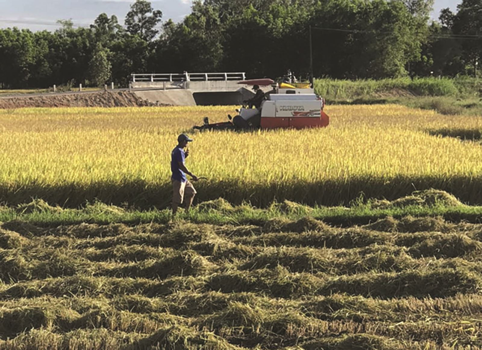 Bình Định: Cát Hanh nỗ lực xây dựng xã  Nông thôn mới nâng cao năm 2022