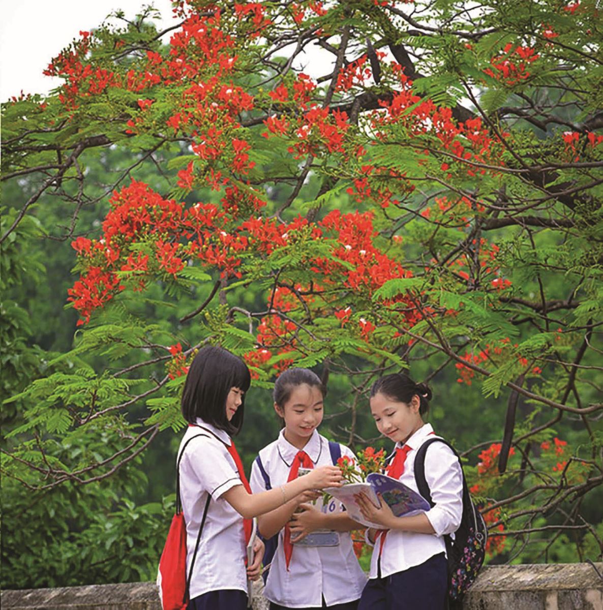 Những mùa hoa học trò