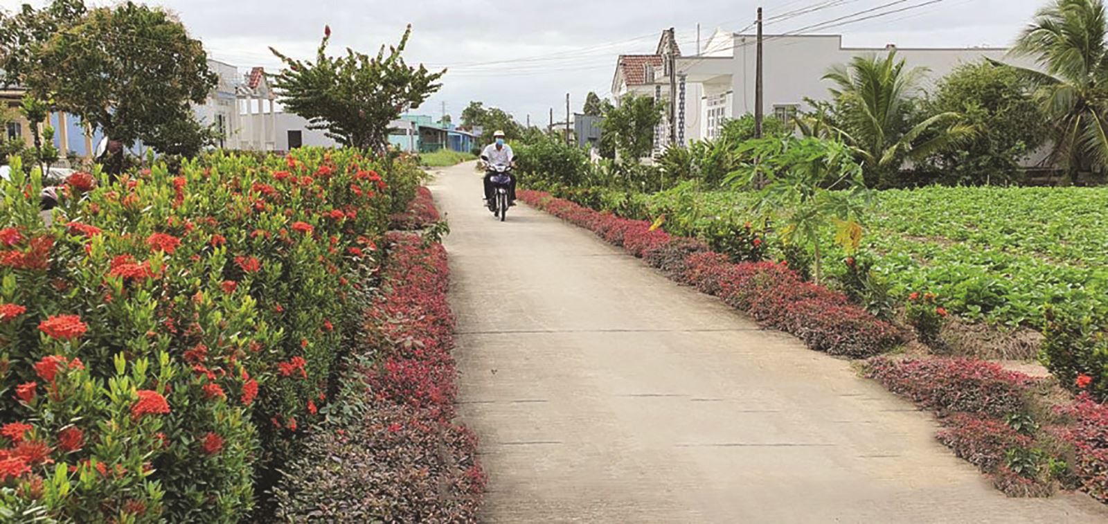 Những tuyến đường hoa kiểu mẫu  của đồng bào Khmer Bạc Liêu