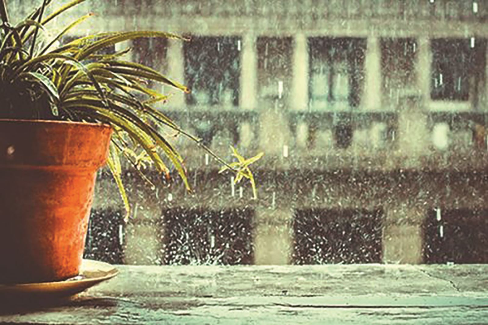 Giấc mơ ngày bão