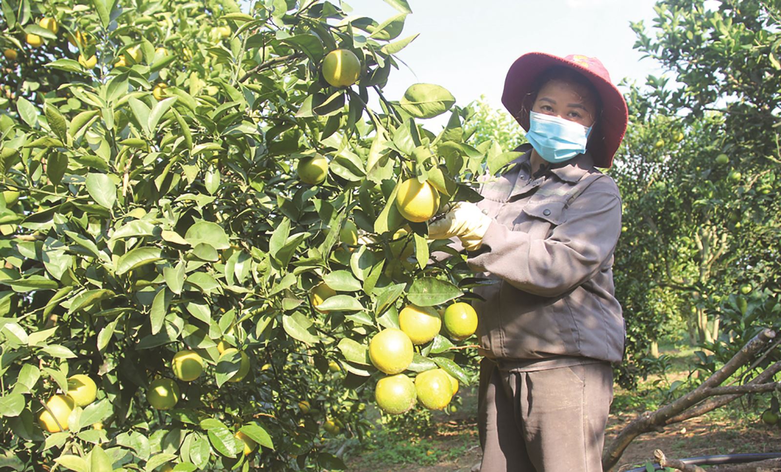 Trong tiết trời se lạnh, những trái cam, bưởi tại Lục Ngạn (Bắc Giang) bắt đầu ngả sang màu vàng, báo hiệu mùa quả chín đã tới. Đây cũng là thời điểm du khách tìm về với vùng quả ngọt để tận hưởng không gian đậm đà bản sắc bên cạnh những vườn đồi sum suê. Nắm bắt cơ hội này, địa phương đã đẩy mạnh khai thác tiềm năng, phát triển du lịch gắn với tiêu thụ nông sản đặc trưng.
