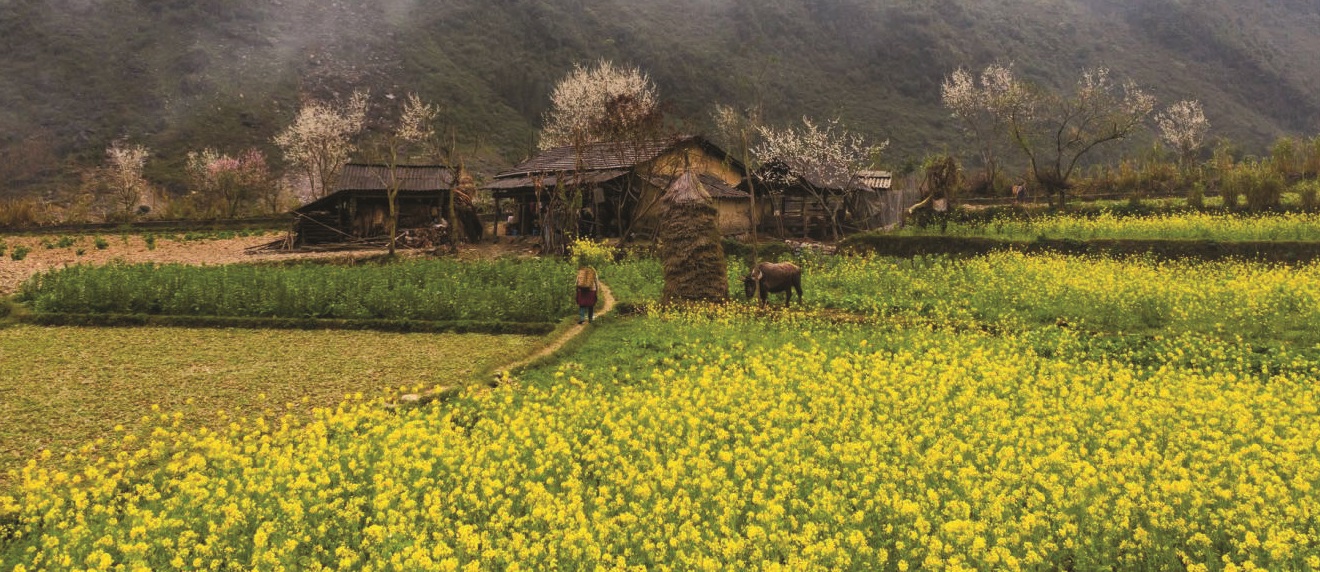 Mùa hoa cải lấp lánh