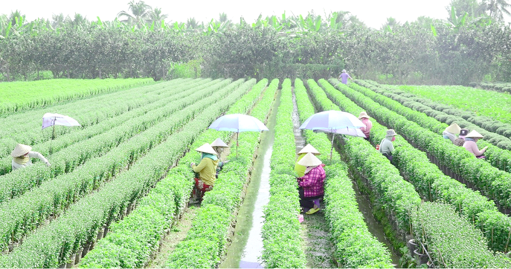 Đời người - Đời hoa 