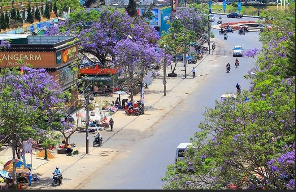 Trong một cuộc Hội thảo bàn về phát triển TP. Đà Lạt, có ý kiến rằng: Đà Lạt được bạn bè yêu mến tặng quá nhiều mỹ danh, nên xác định mỹ danh nào chính? Theo tôi, “Thành phố ngàn hoa” là chuẩn nhất. Bởi, ngoài “Thành phố Festival hoa của Việt Nam”, không nơi nào có nhiều hoa như Đà Lạt. Riêng hoa phượng, Đà Lạt đã “sở hữu” 5 loài: phượng đỏ, phượng hồng, phượng vàng, phượng tím, phượng trắng. Và, bây giờ Đà Lạt đang tím trời hoa phượng tím.