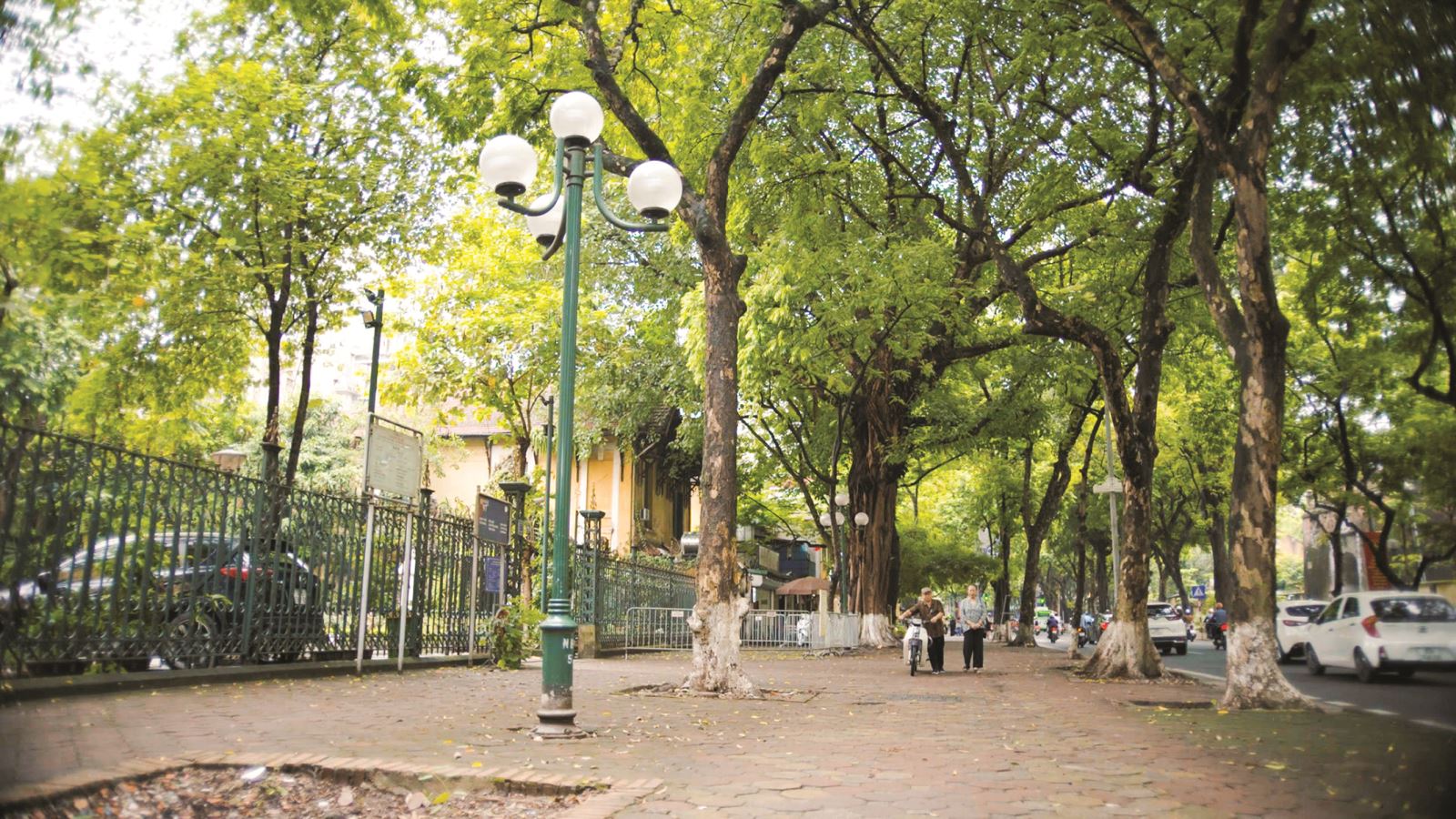 Hoa sữa về trong gió - "Một Hà Nội run run heo may”