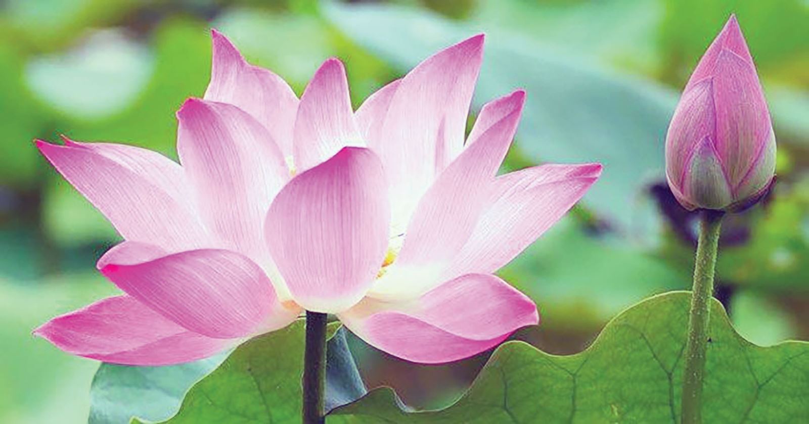 Lòng tự trọng