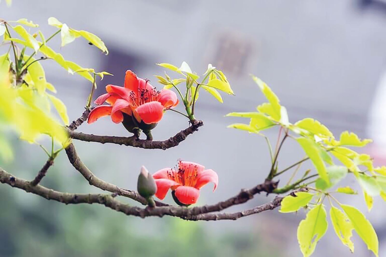Hoa gạo in bóng sông quê...