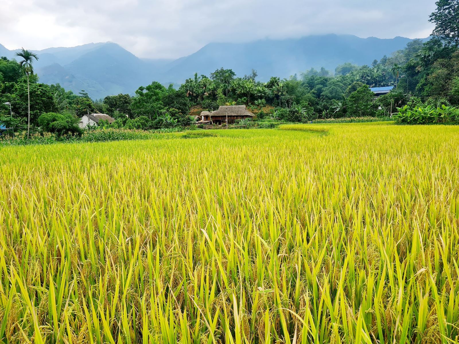 Đồng quê mùa lúa chín