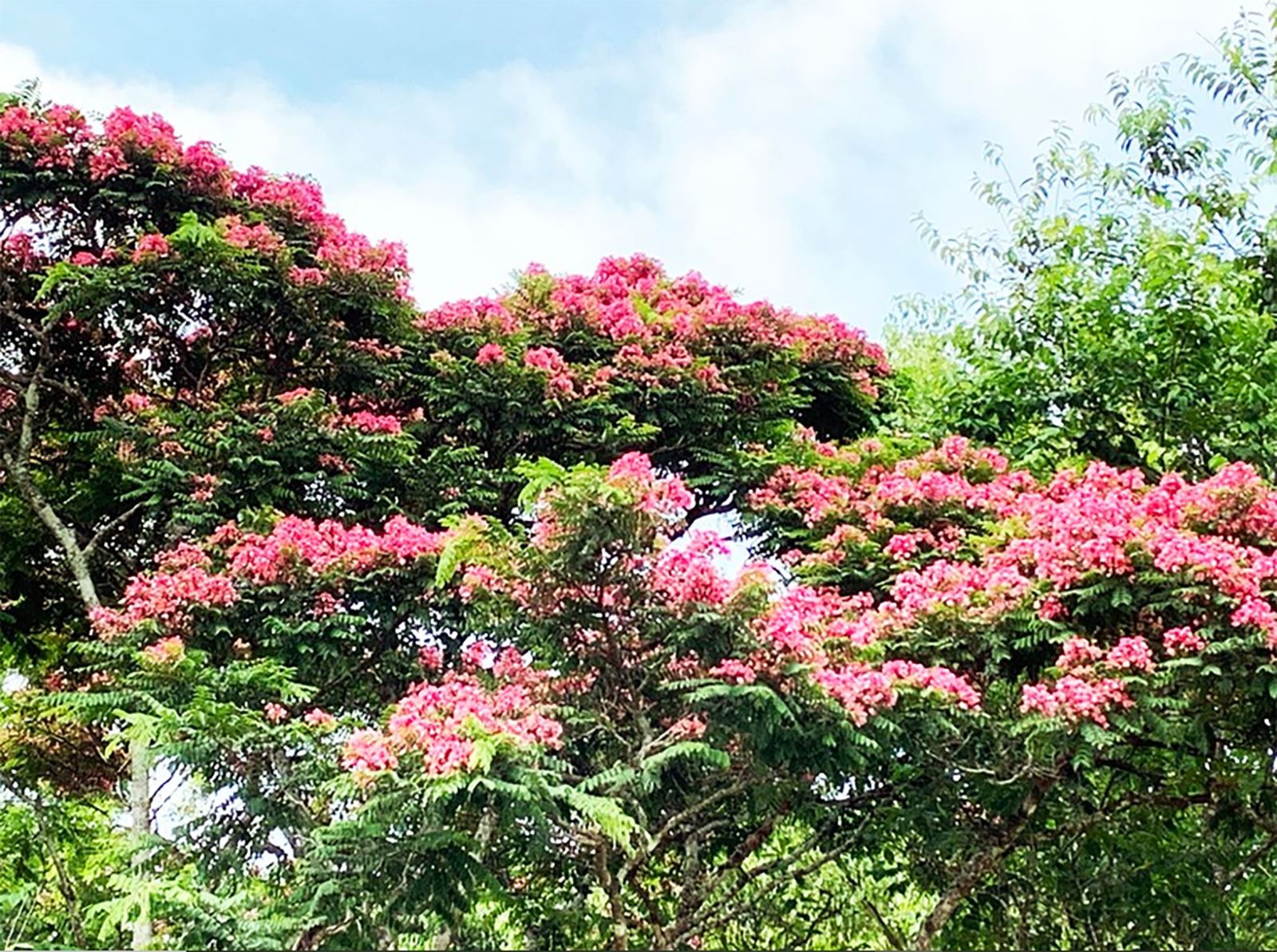 Mùa hoa phượng