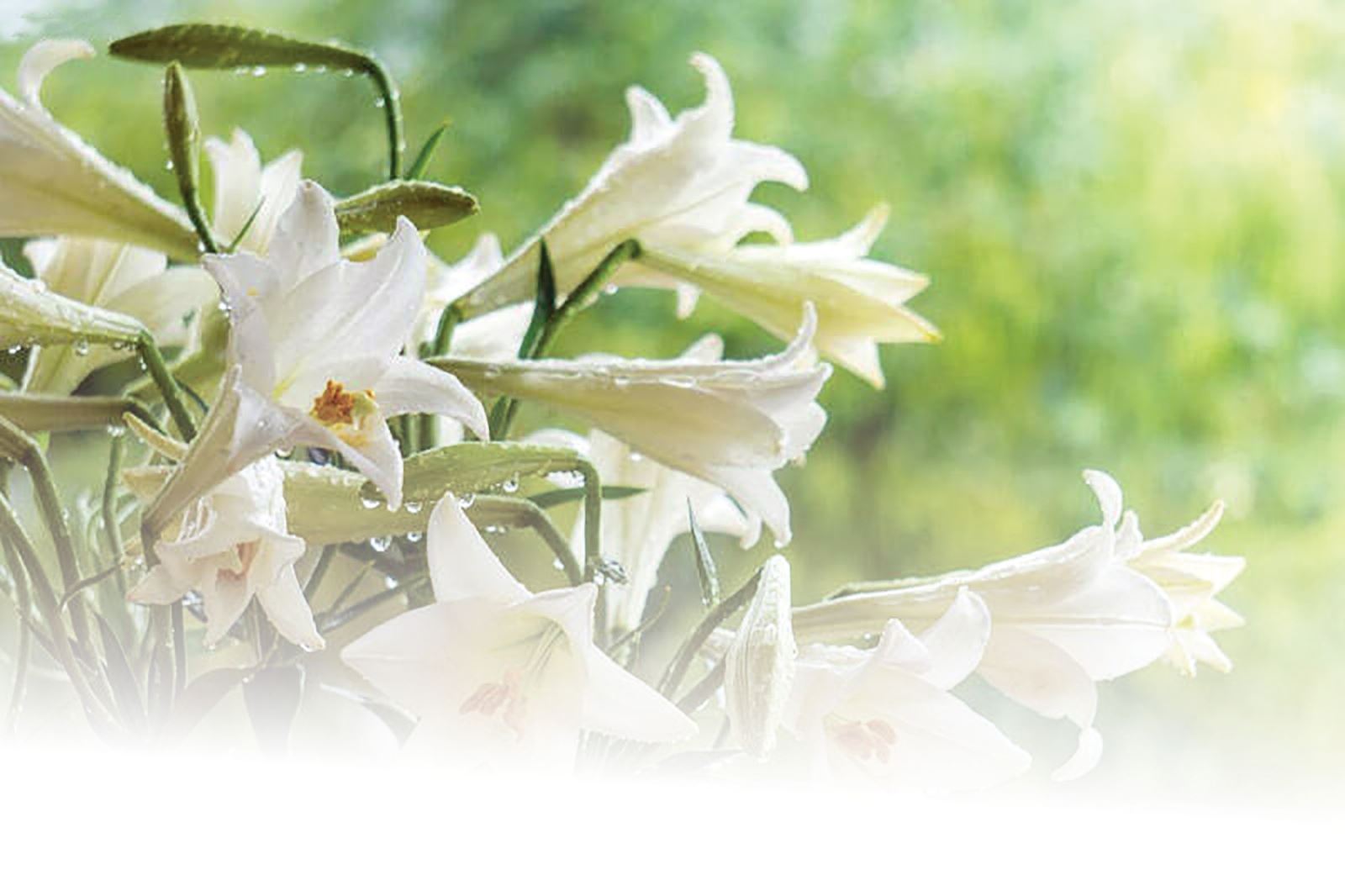 Hương của nắng