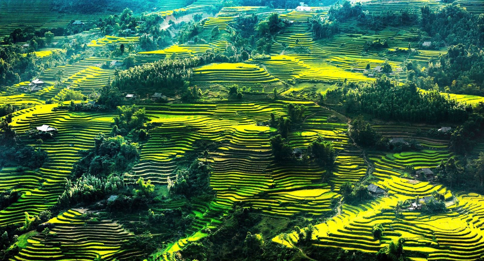 “Mùa vàng rực rỡ - Hẹn hò với non cao”