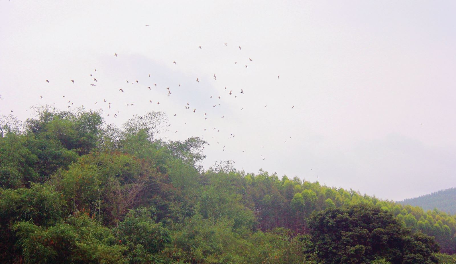 Nơi đàn chim trở về
