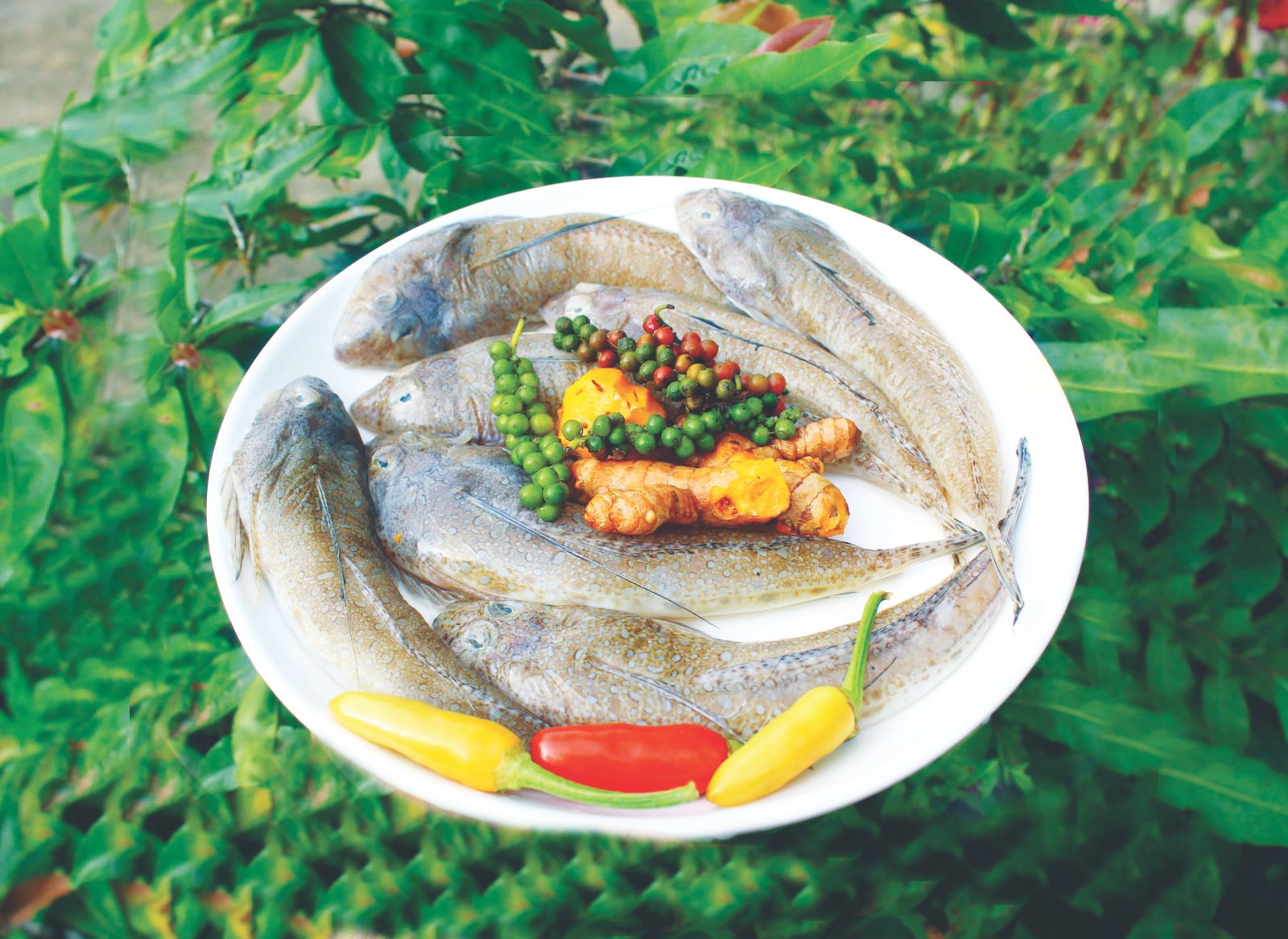 Về làng chài ăn cá chai kho nghệ